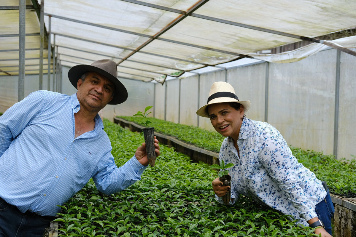 CABALLERO ESPRESSO / HONDURAS