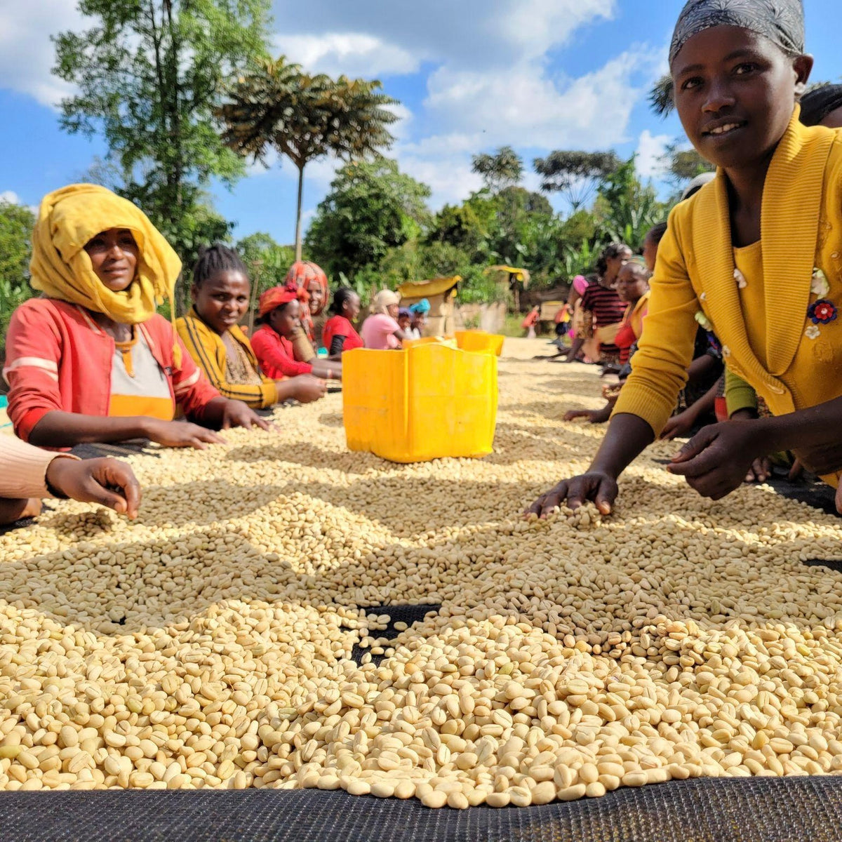 【NEW】DRIP BAG / BANKO GOTITI, ETHIOPIA