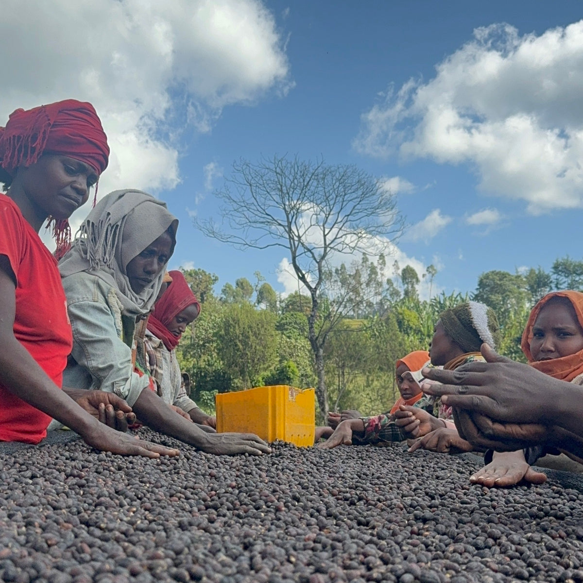 BOCHESA ESPRESSO / ETHIOPIA