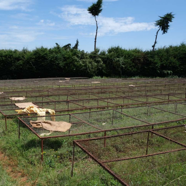 NEW】AA KAROGOTO / KENYA - FUGLEN COFFEE ROASTERS TOKYO