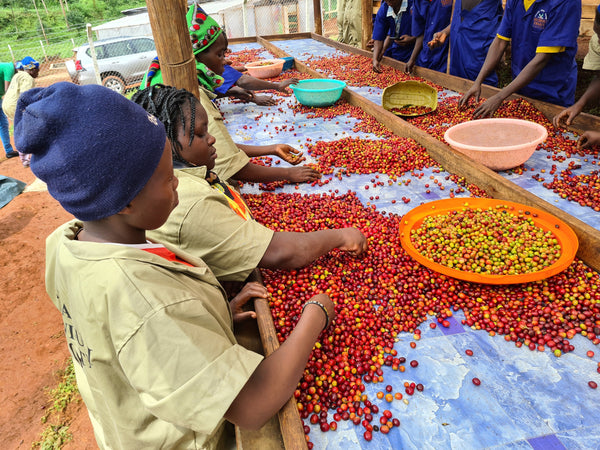 BULAMBULI/UGANDA FUGLEN COFFEE ROASTERS TOKYO