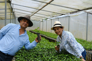 CABALLERO ESPRESSO / HONDURAS