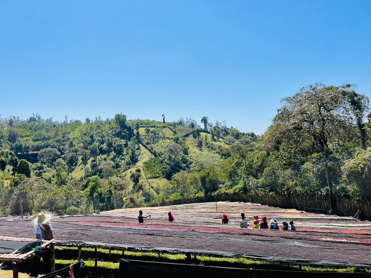 Bochesa / Ethiopia