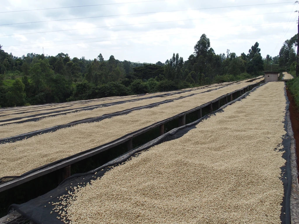 AA KIAWANDUMA / Kenya