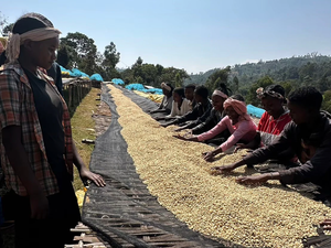 【NEW】BONA ZURIA / ETHIOPIA