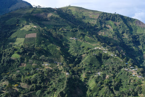 【NEW】HERMIDES MENESES / COLOMBIA