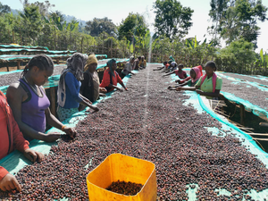 DANCHE ESPRESSO / ETHIOPIA