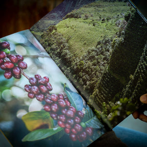 「Between Maple and Chestnut」写真集 Autumn Maple Leaf Nuts Chestelnut Fall Stock Photo 726086761