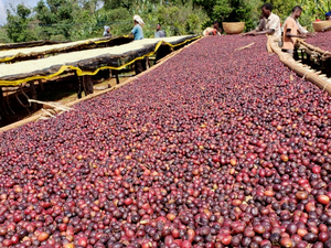 【NEW】HADA ESPRESSO / ETHIOPIA