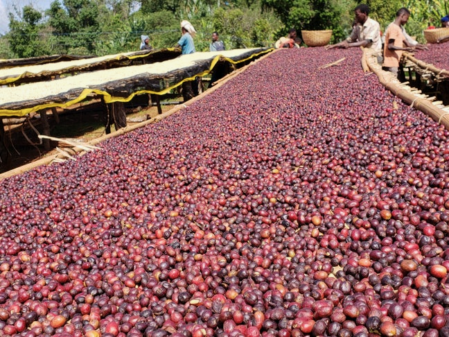 【SOLD OUT】HADA ESPRESSO / ETHIOPIA