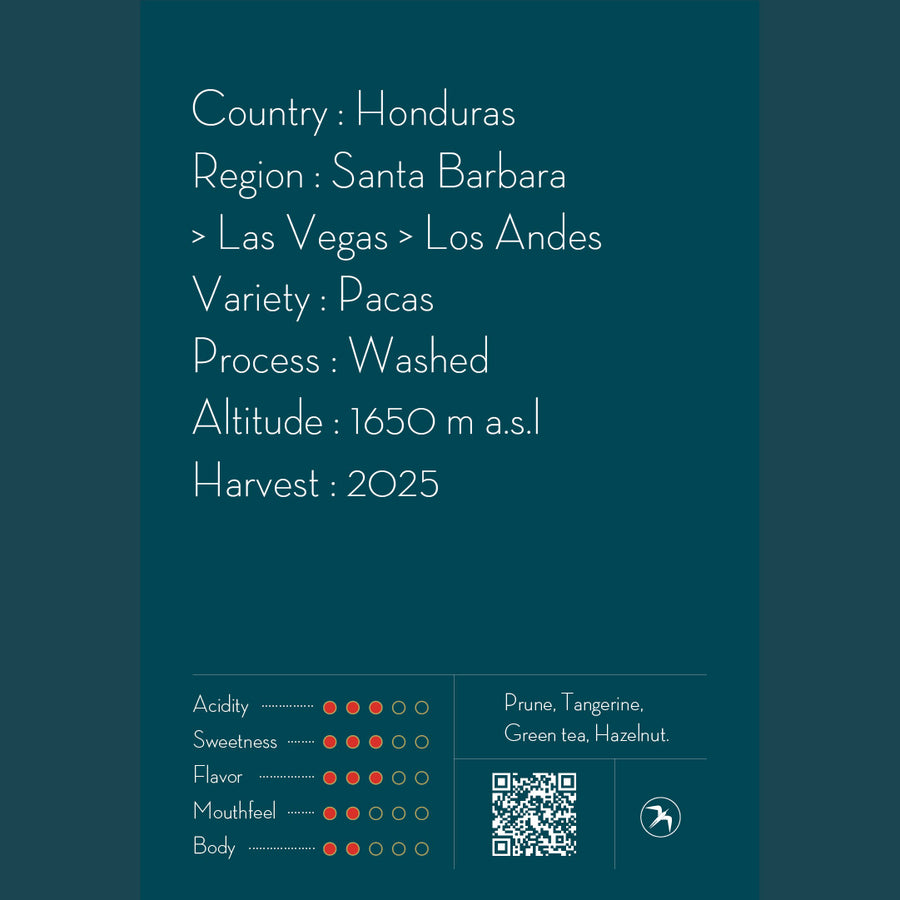 【NEW】MARIO MORENO / HONDURAS