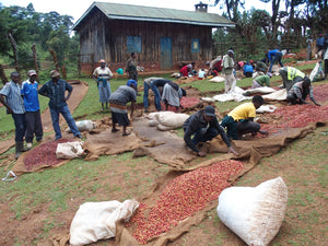 AA BARIKONGO / KENYA